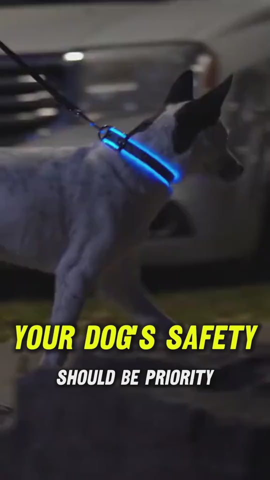 LED Dog Collar – Night Safety Glow